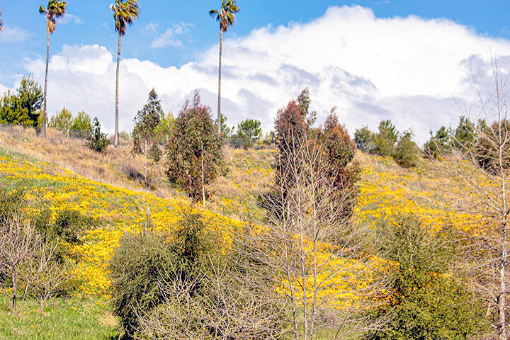 Super bloom returns to Crafton Hills